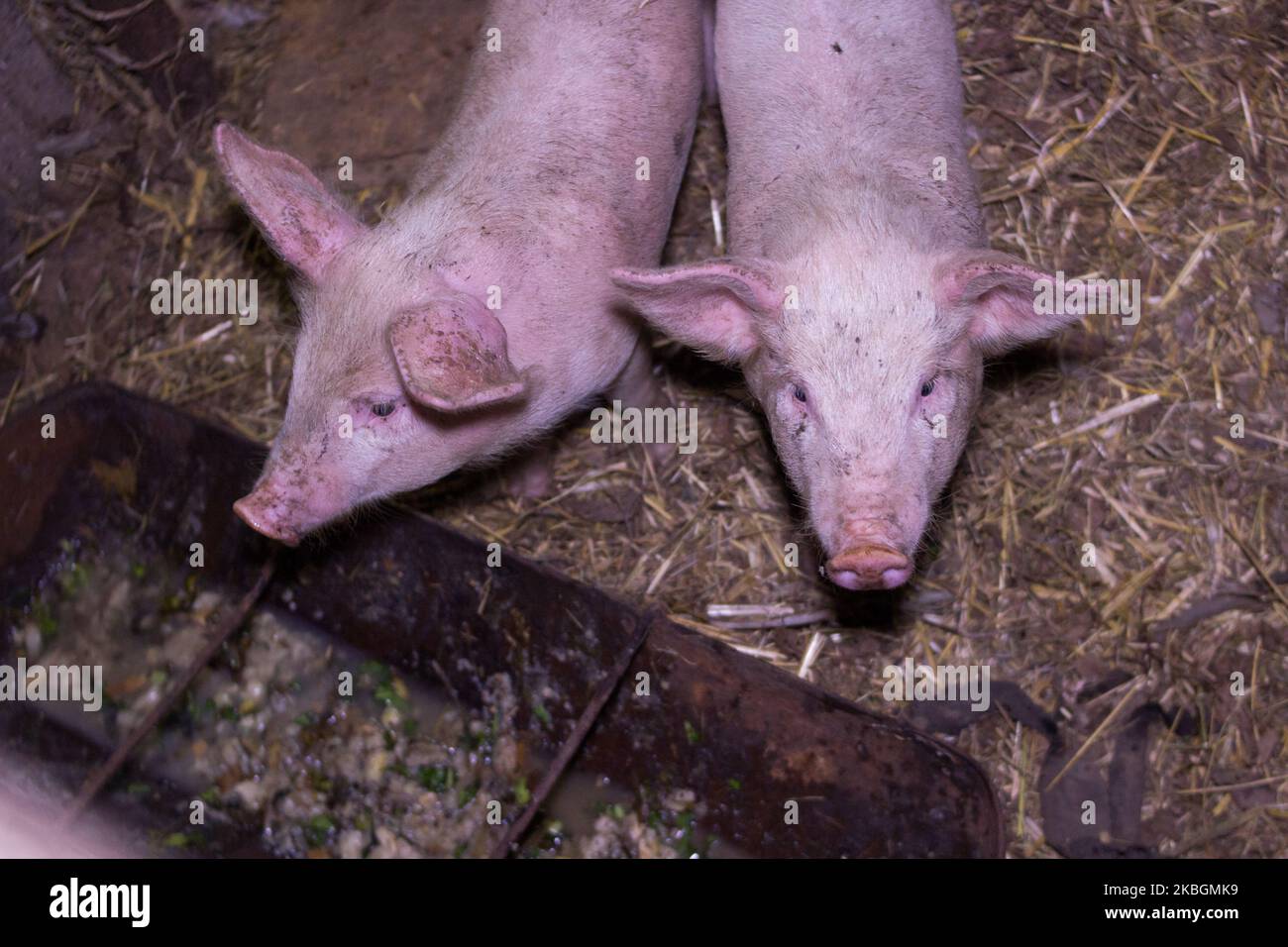 Zwei junge Ferkel auf Heu und Stroh auf dem Schweinezuchtbetrieb Stockfoto