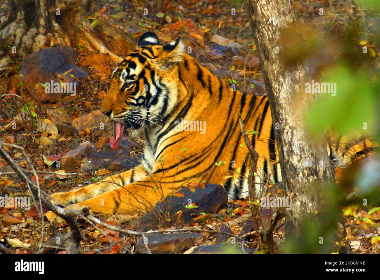 Eine Tigress Sultana wird während einer Dschungelsafari im Ranthambore National Park im Sawai Madhopur Distrikt, Rajasthan, Indien am 9. Februar 2020 gesehen. (Foto von STR/NurPhoto) Stockfoto