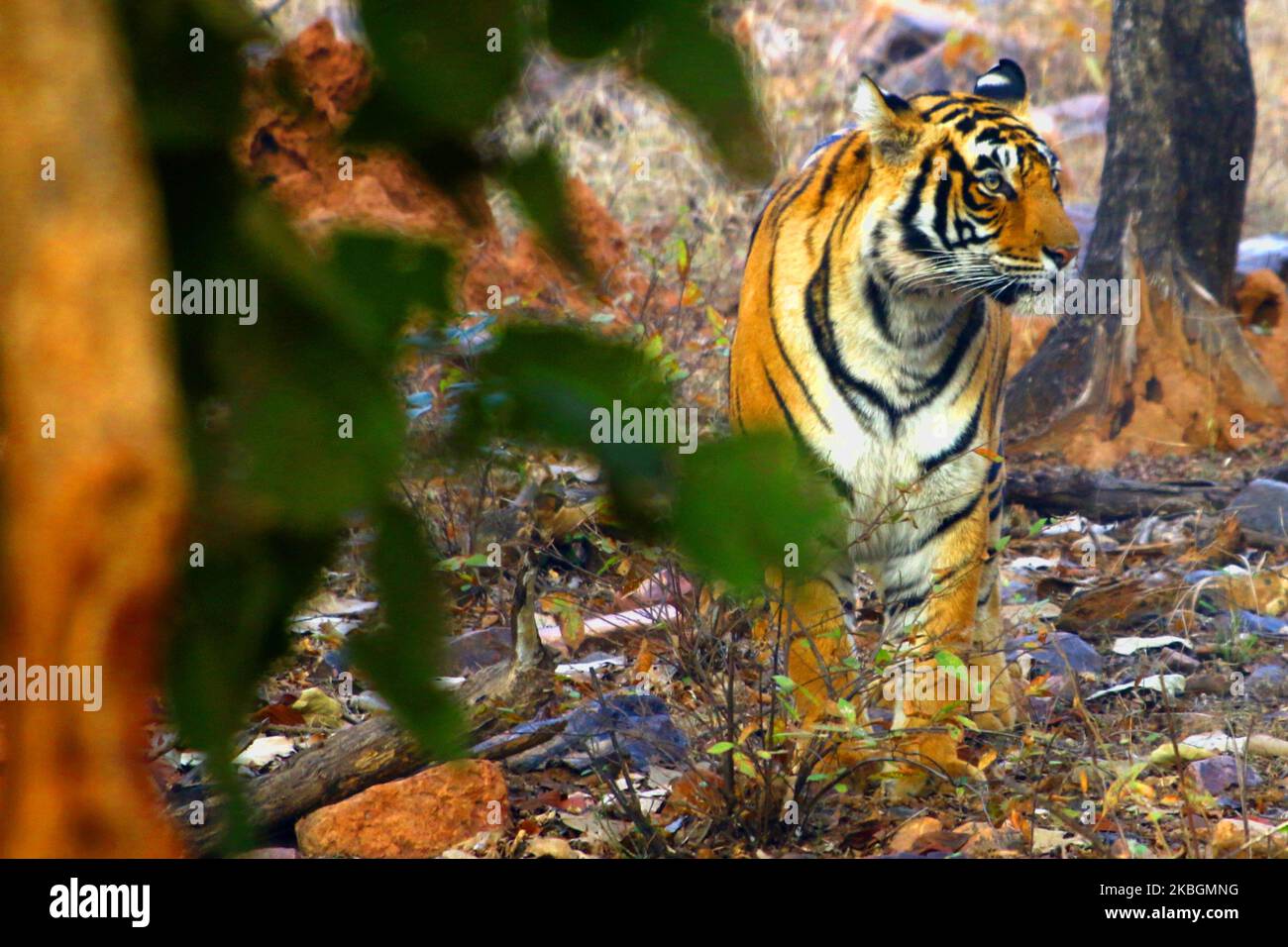 Eine Tigress Sultana wird während einer Dschungelsafari im Ranthambore National Park im Sawai Madhopur Distrikt, Rajasthan, Indien am 9. Februar 2020 gesehen. (Foto von STR/NurPhoto) Stockfoto