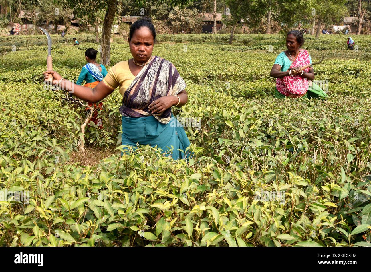 Frauen aus Bangladesch, die am 11. Februar 2020 in einem Teegarten in Sylhet, Bangladesch, arbeiten. Das Zupfen von Tee ist eine besondere Fähigkeit. Zwei Blätter und eine Knospe müssen gezupft werden, um den besten Geschmack und die beste Rentabilität zu erhalten. Die Berechnung des Tageslohns beträgt 75tk (1 Dollar) für das Zupfen von mindestens 22-23 kg Blättern pro Tag für einen Arbeiter. Das Gebiet von Sylhet hat über 150 Gärten, darunter drei der größten Teegärten der Welt, sowohl in der Region als auch in der Produktion. Fast 300.000 Arbeiter sind auf den Teeständen beschäftigt, von denen über 75 % Frauen sind, aber sie leben als Sklavin. (Foto von Mamunur Rashid/NurPho Stockfoto