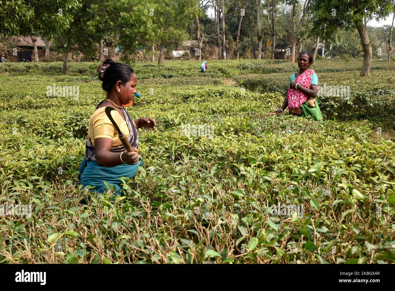 Frauen aus Bangladesch, die am 11. Februar 2020 in einem Teegarten in Sylhet, Bangladesch, arbeiten. Das Zupfen von Tee ist eine besondere Fähigkeit. Zwei Blätter und eine Knospe müssen gezupft werden, um den besten Geschmack und die beste Rentabilität zu erhalten. Die Berechnung des Tageslohns beträgt 75tk (1 Dollar) für das Zupfen von mindestens 22-23 kg Blättern pro Tag für einen Arbeiter. Das Gebiet von Sylhet hat über 150 Gärten, darunter drei der größten Teegärten der Welt, sowohl in der Region als auch in der Produktion. Fast 300.000 Arbeiter sind auf den Teeständen beschäftigt, von denen über 75 % Frauen sind, aber sie leben als Sklavin. (Foto von Mamunur Rashid/NurPho Stockfoto