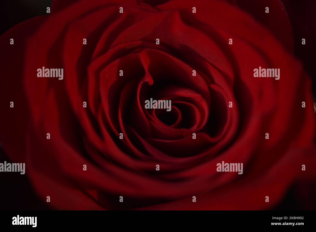 Eine Rose zum Verkauf während der Feier des Valentinstag in Durbarmarg, Kathmandu, Nepal am Freitag, den 14. Februar 2020. Blumenläden im Kathmandu Valley haben Tausende von Rosenstöcken für den Valentinstag vorbereitet. Nepal importierte 130.000 rote Rosen, ein Symbol der Liebe im Wert von Rs10 Millionen aus Indien, um den Valentinstag zu feiern. (Foto von Narayan Maharjan/NurPhoto) Stockfoto