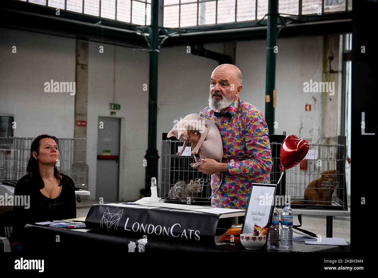 Eine Katze auf der Internationalen Londoner Katzenausstellung am 16. Februar 2020 in Lissabon, Portugal. (Foto von Nikolas Kokovlis/NurPhoto) Stockfoto