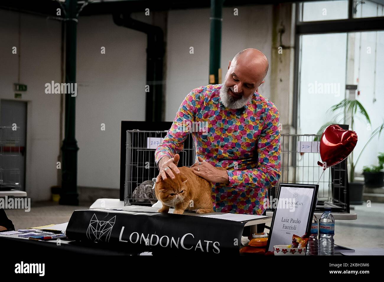 Eine Katze auf der Internationalen Londoner Katzenausstellung am 16. Februar 2020 in Lissabon, Portugal. (Foto von Nikolas Kokovlis/NurPhoto) Stockfoto