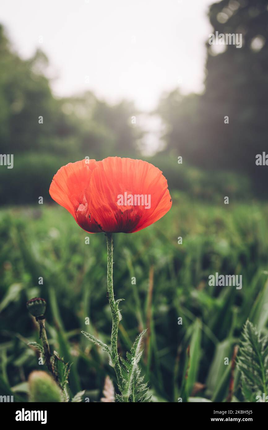 Rote, einzelne Mohnblume gegen grünen, natürlichen Hintergrund. Verschwommenes Licht. Stockfoto