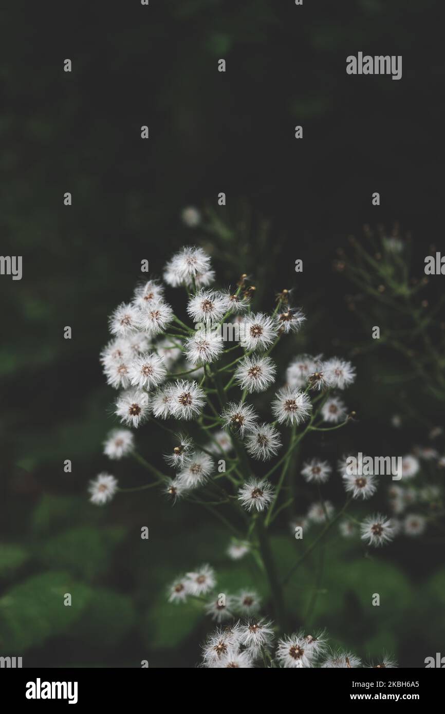 Schöne weiße Blüten vor tiefgrünem Hintergrund. Grüne Details Stockfoto