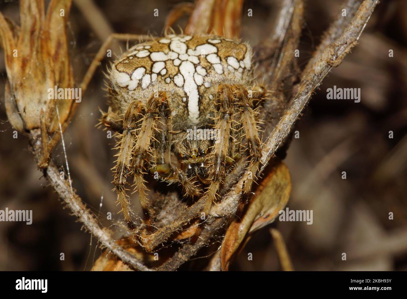 Orbis-wehende Spinne (Araneus pallidus), im Blütenstiel der taufigen Kiefer (Drosophyllum lusitanicum), Portugal Stockfoto