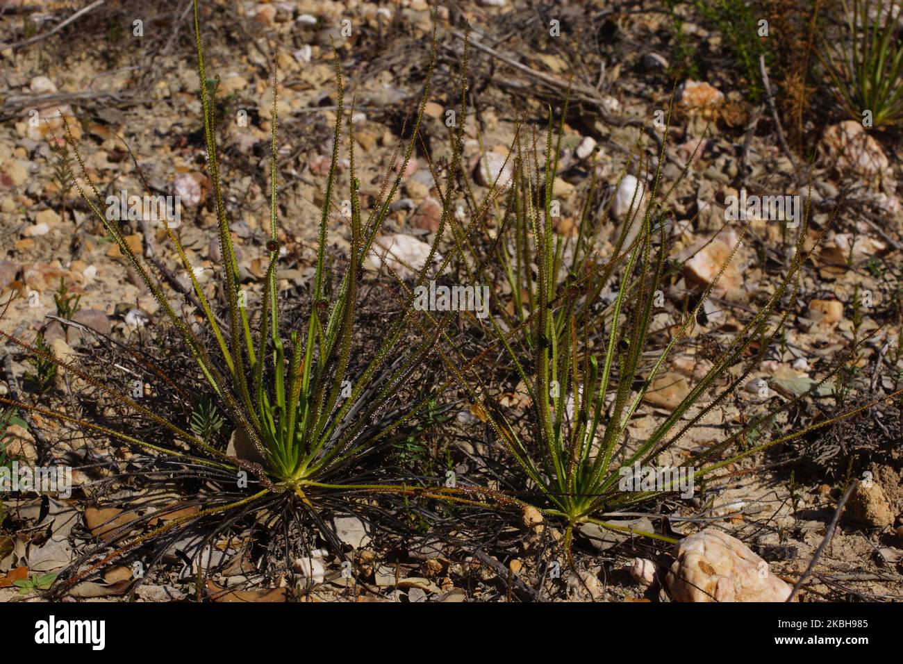 Reife Pflanzen der fleischfressenden Taufkiefer oder portugiesischen Sonnentau (Drosophyllum lusitanicum), Portugal Stockfoto