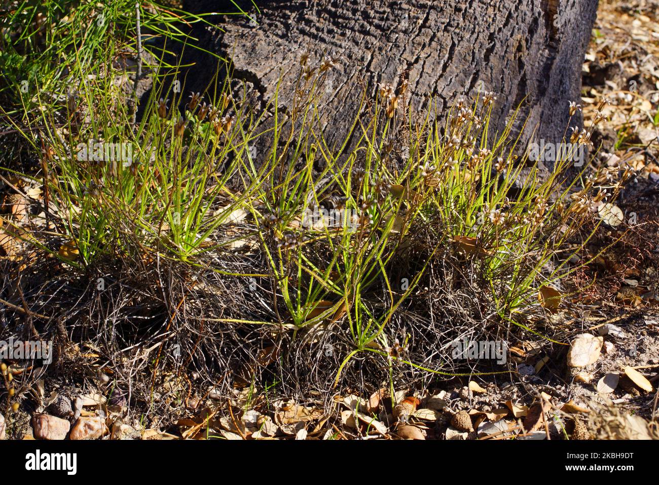 Gruppe von Taufkiefern oder portugiesischen Sonnentau-Pflanzen (Drosophyllum lusitanicum), Portugal Stockfoto