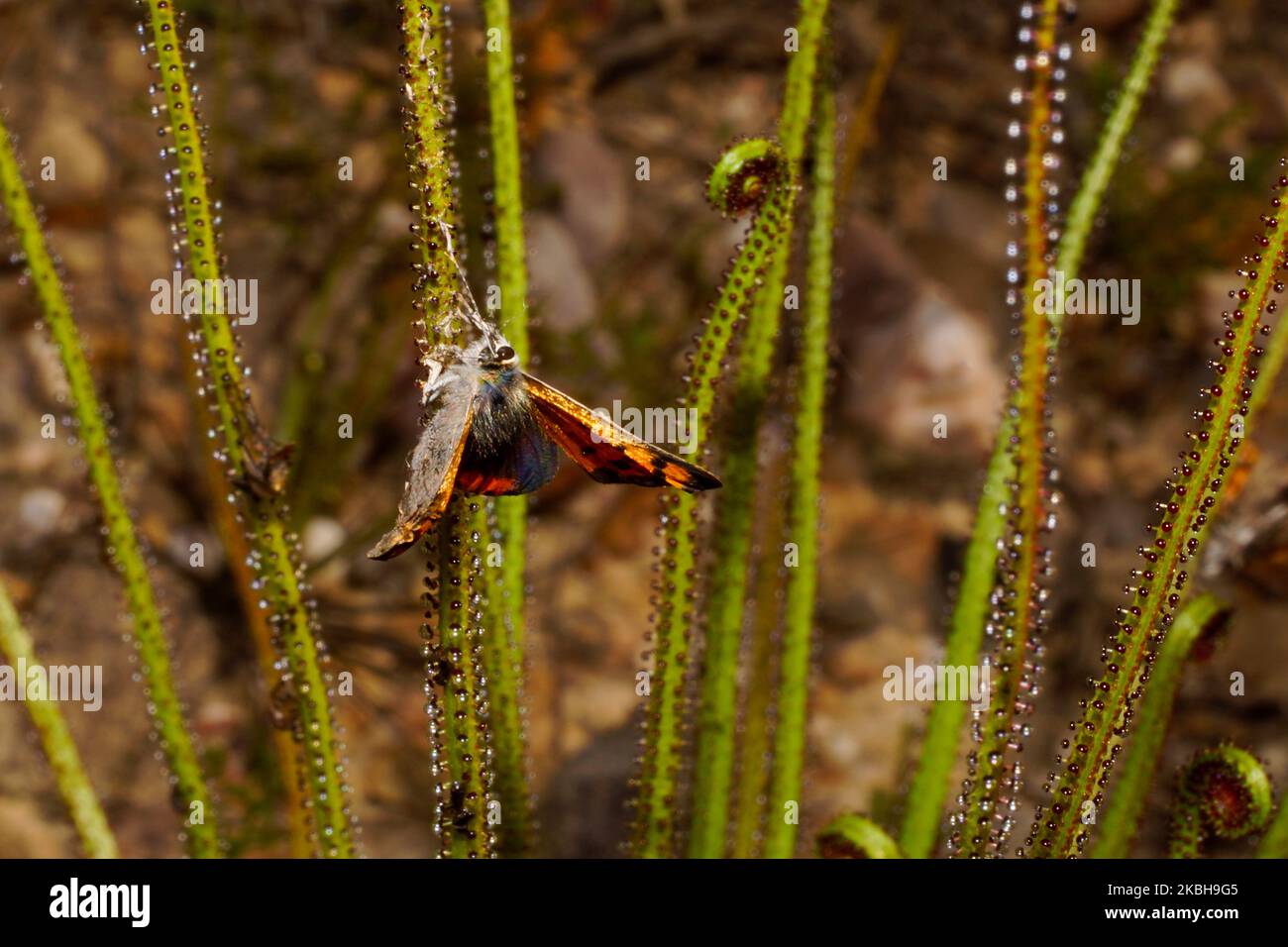 Fleischfressende Tauwine (Drosophyllum lusitanicum) mit gefangenem Schmetterling, Portugal Stockfoto