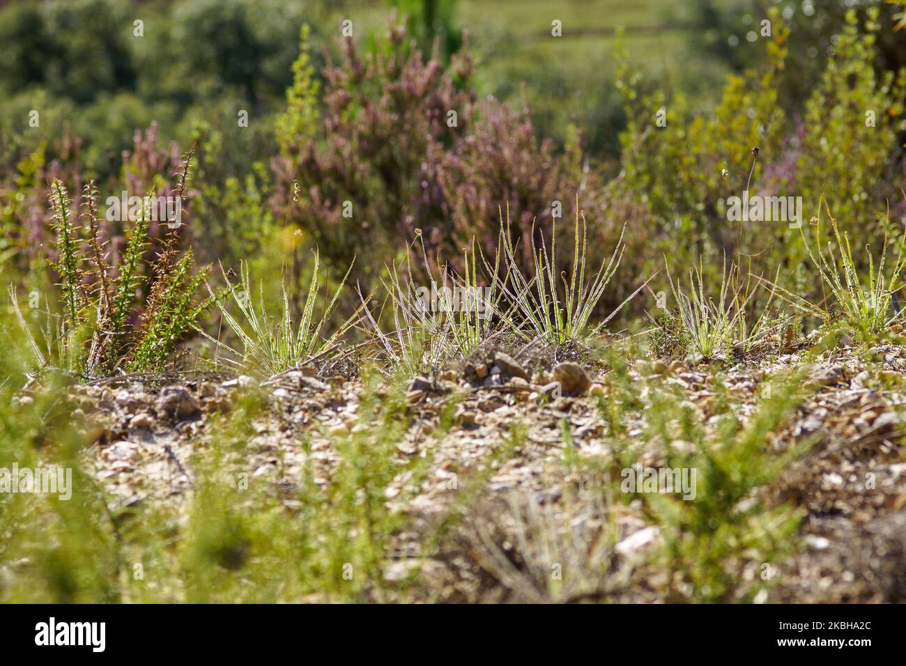 Pflanzen aus taufiger Kiefer oder portugiesischem Sonnentau (Drosophyllum lusitanicum), Portugal Stockfoto