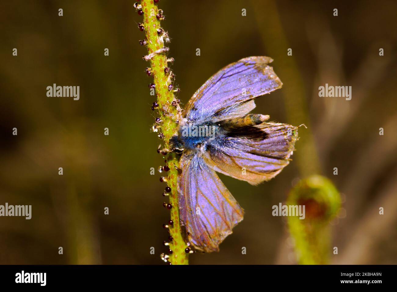 Blatt aus taufiger Kiefer (Drosophyllum lusitanicum) mit einem gefangenen Schmetterling, Portugal Stockfoto