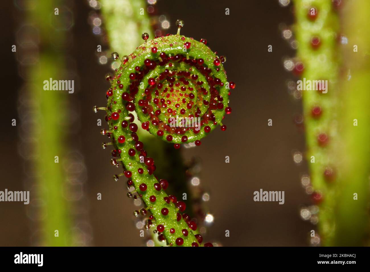 Junges lockiges Blatt der taufigen Kiefer (Drosophyllum lusitanicum), Portugal Stockfoto