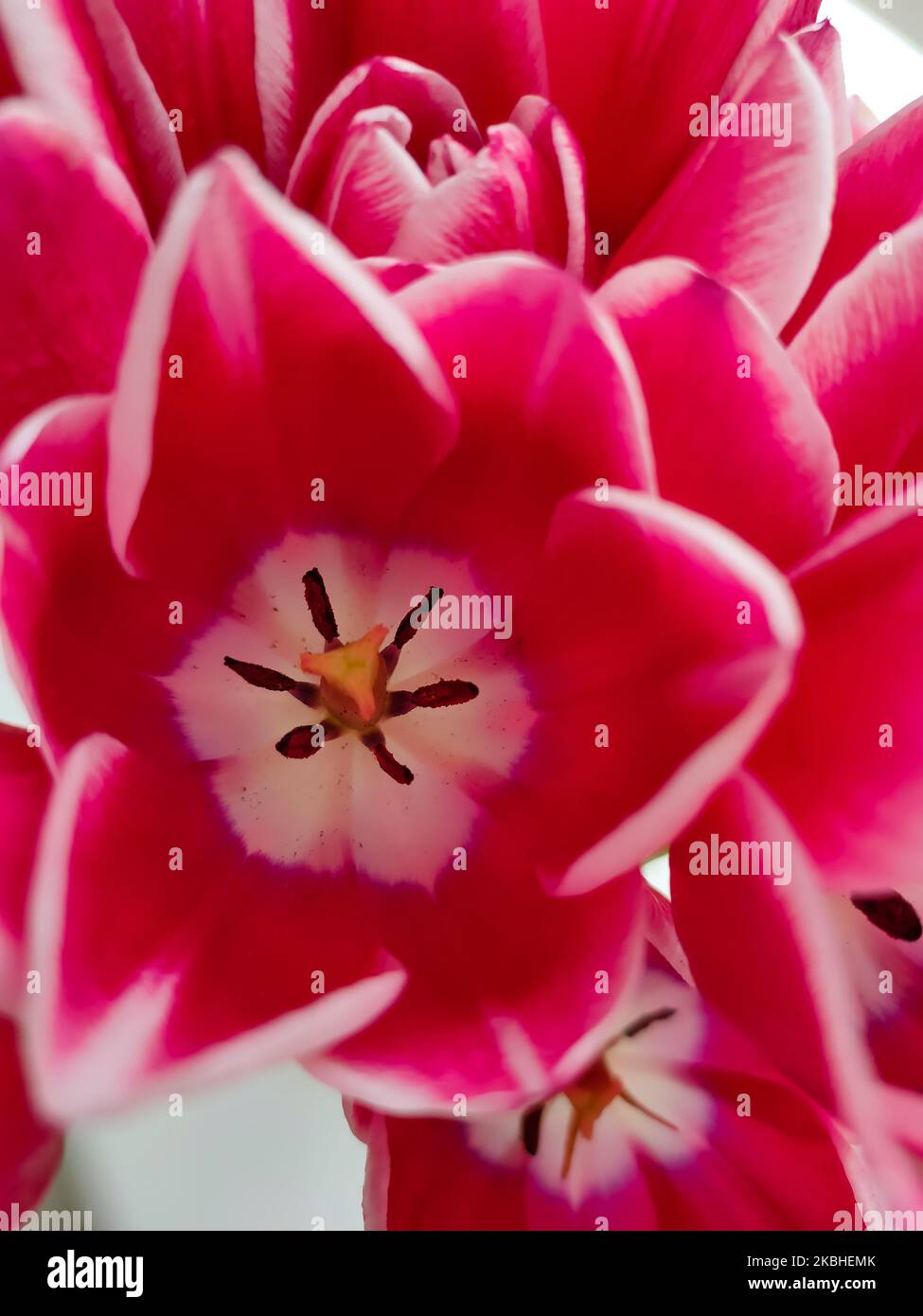 Blühende rote Tulpe, Nahaufnahme. Schöner Hintergrund von Frühlingsblumen Stockfoto
