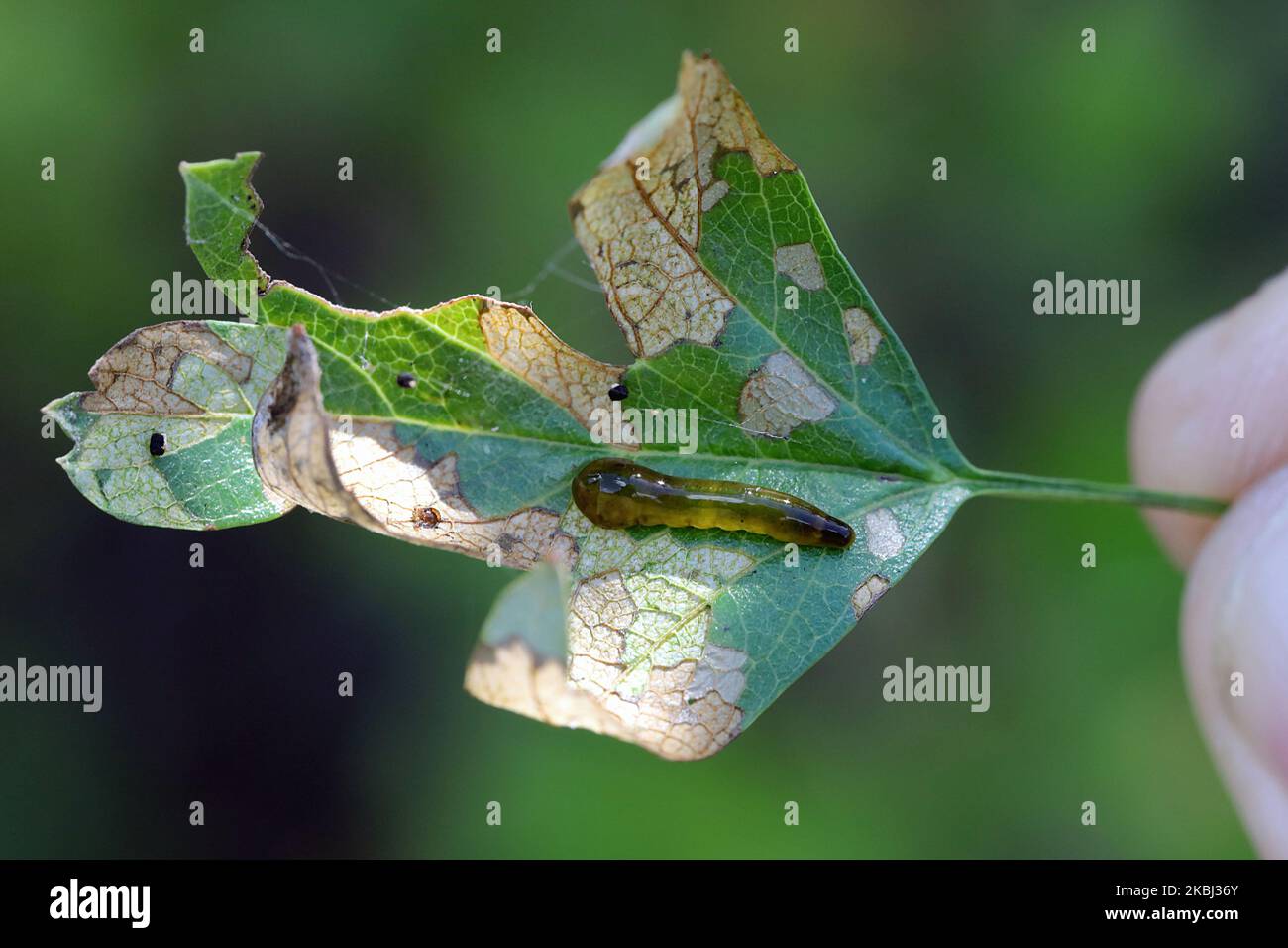 Larven, Schlampenwürmer der Säge Caliroa varipes, die sich auf der Unterseite eines Weißdornblattes ernähren. Blattadern sichtbar. Subfamilie Heterarthrinae. Stockfoto