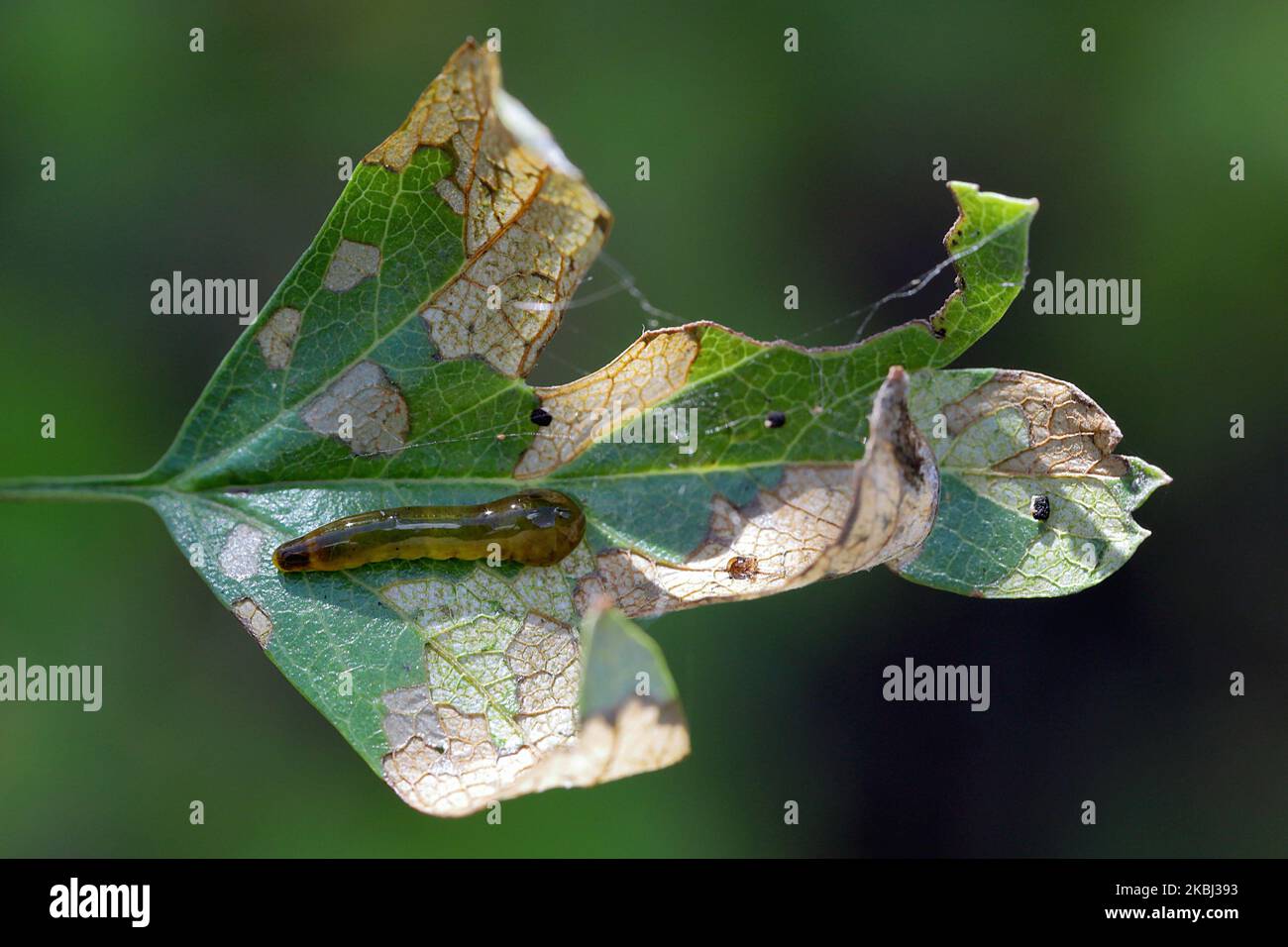 Larven, Schlampenwürmer der Säge Caliroa varipes, die sich auf der Unterseite eines Weißdornblattes ernähren. Blattadern sichtbar. Subfamilie Heterarthrinae. Stockfoto