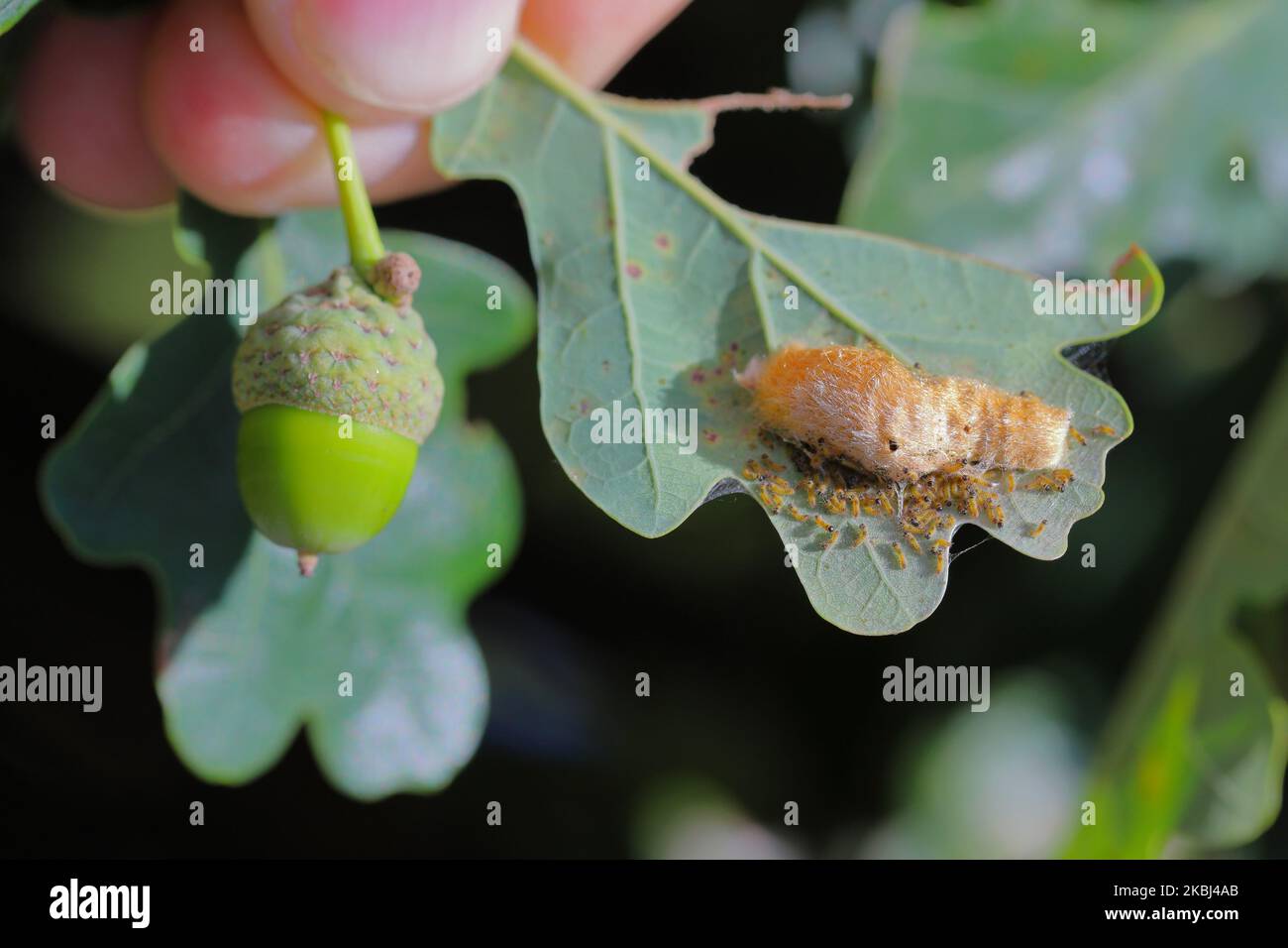 Junge Raupen von Euproctis chrysorrhoe mit Braunschwanzmot beim Schlüpfen von Blättern aus einer Eiablage. Stockfoto