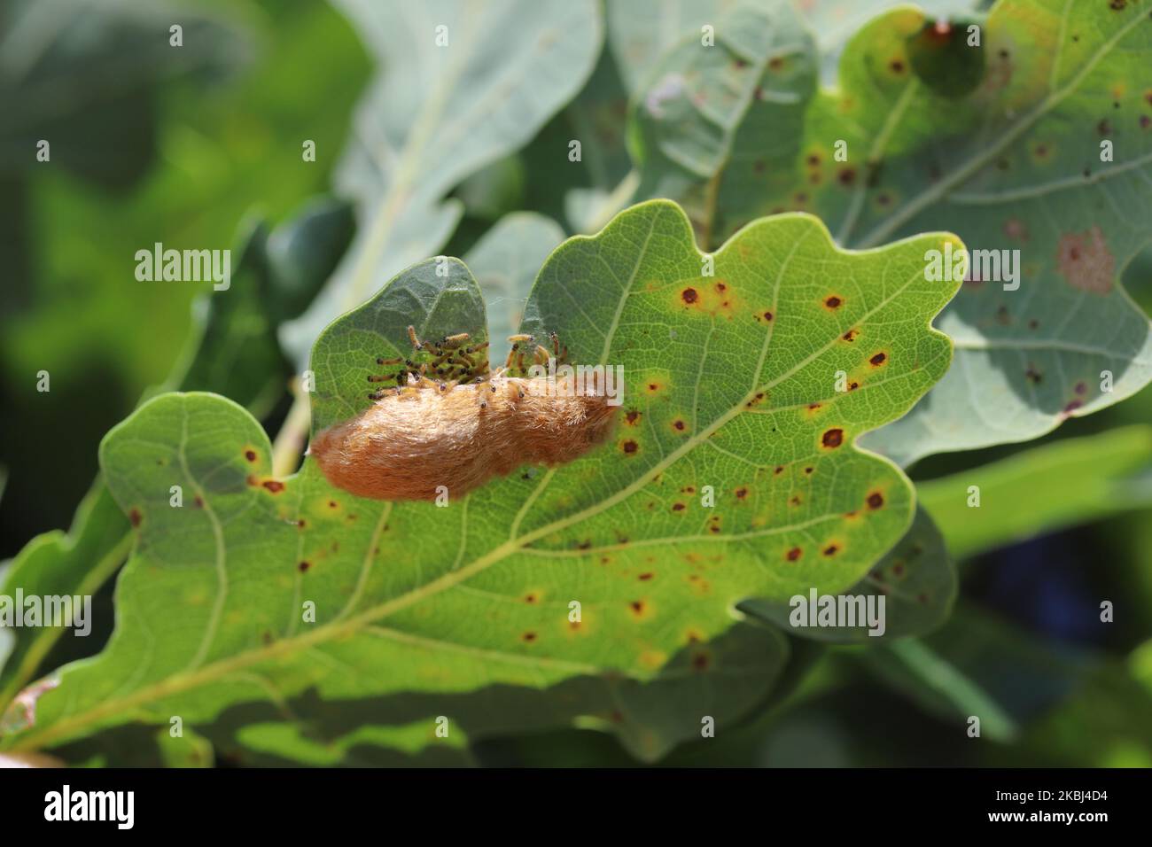 Junge Raupen von Euproctis chrysorrhoe mit Braunschwanzmot beim Schlüpfen von Blättern aus einer Eiablage. Stockfoto