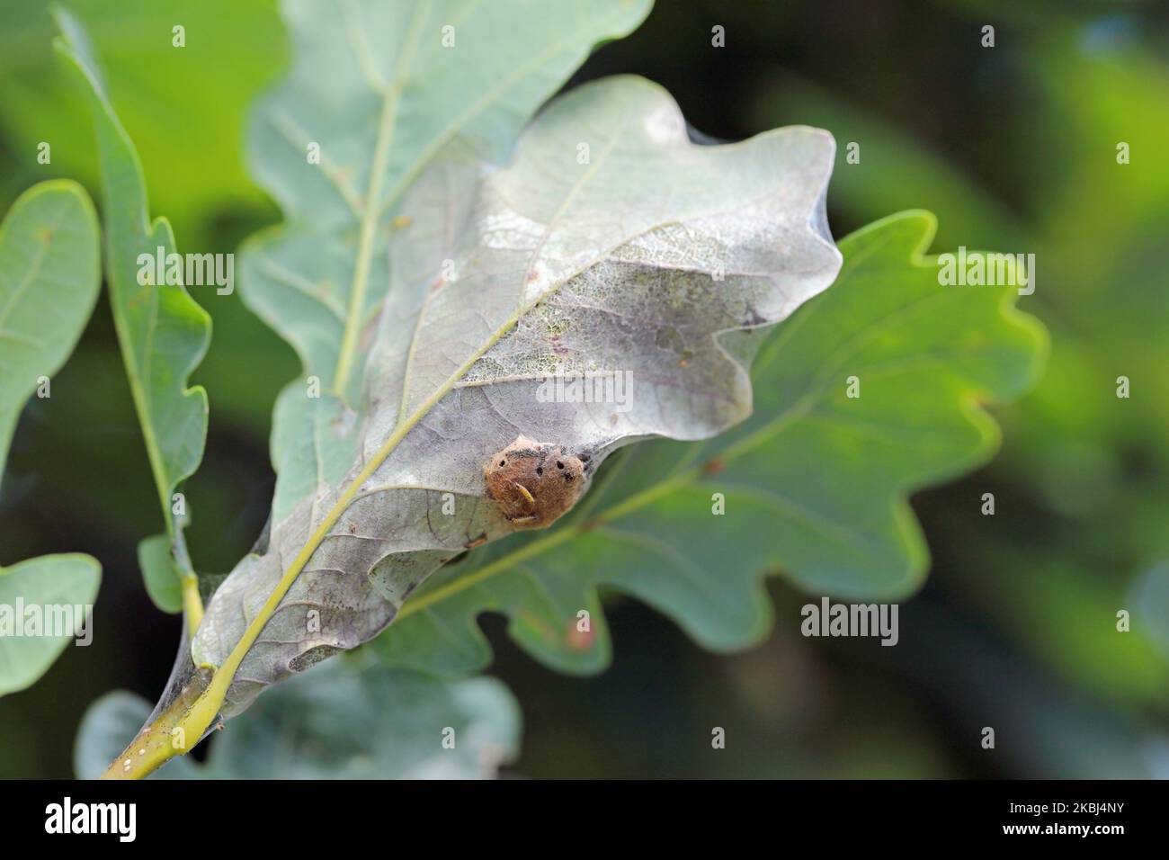 Ein Nest oder ein Netz von jungen Braunschwanzmorth-Raupen Euproctis chrysorrhoe auf Blatt. Stockfoto