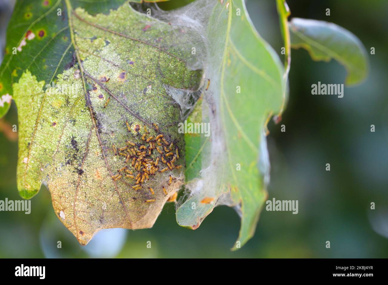 Ein Nest oder ein Netz von jungen Braunschwanzmorth-Raupen Euproctis chrysorrhoe auf Blatt. Stockfoto