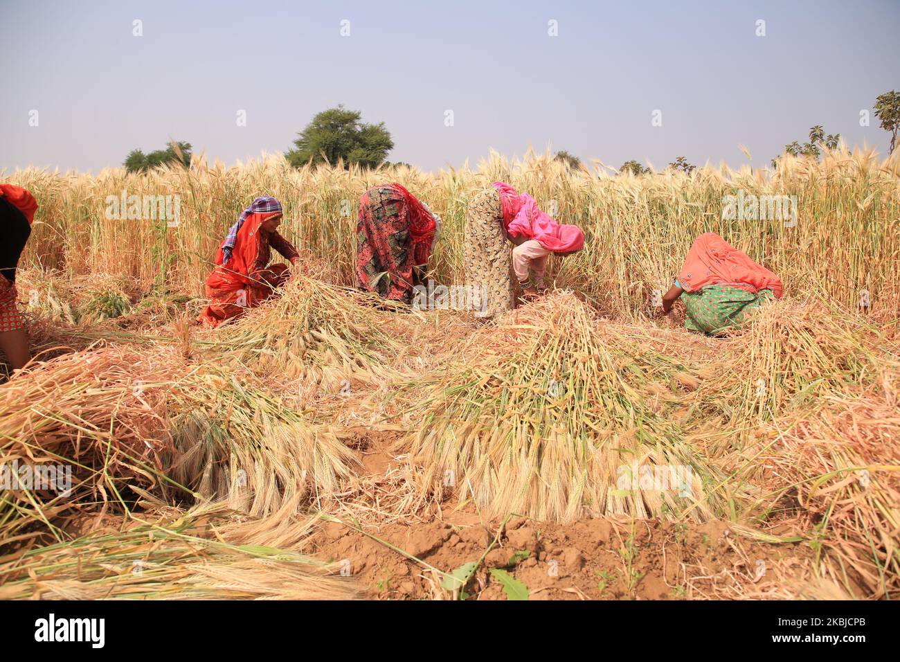 Indischer Bauer erntet am 2. März 2020 im Dorf Ajmer in Rajasthan, Indien, Weizenernte (Foto: Str/NurPhoto) Stockfoto