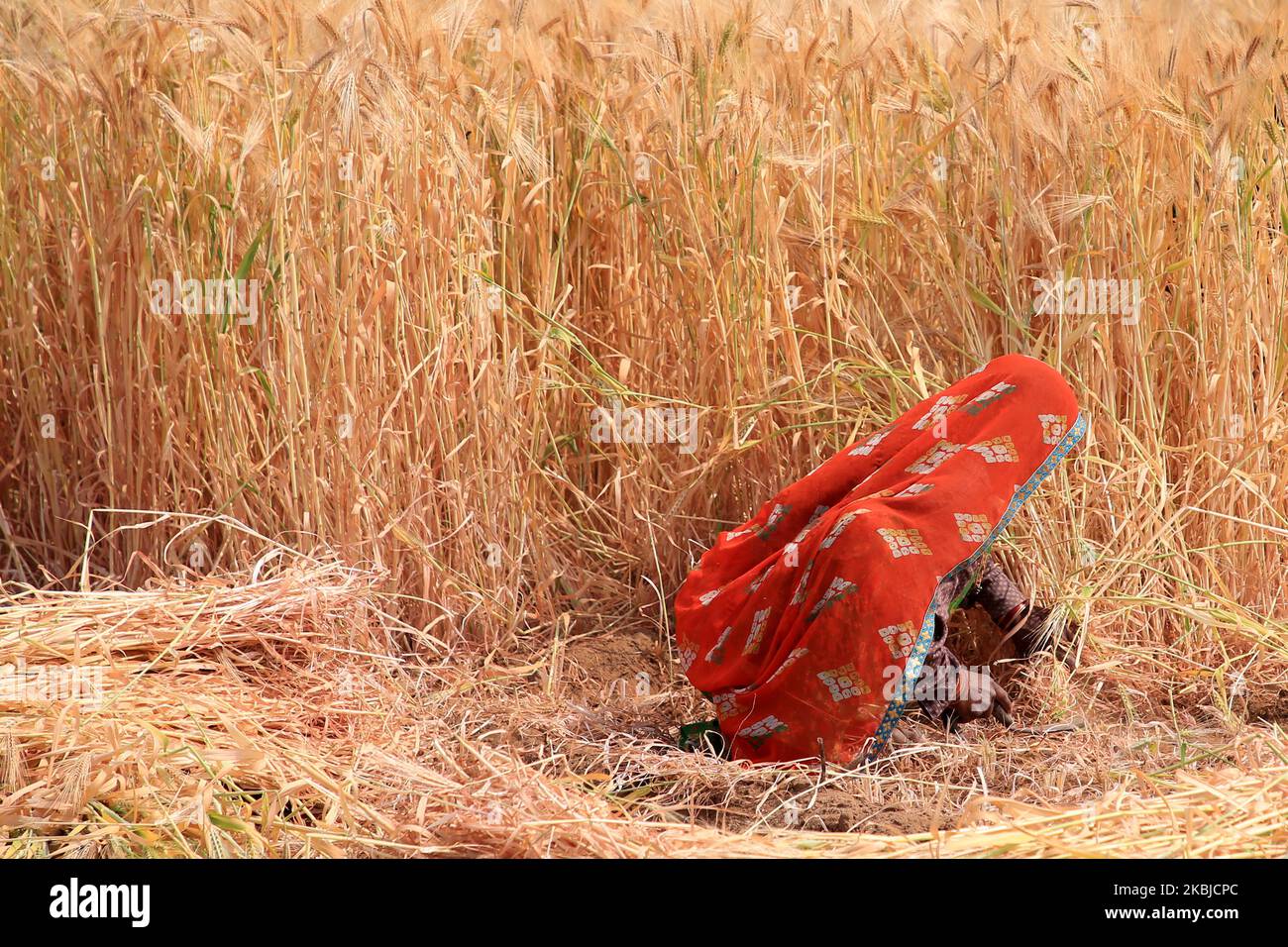 Indischer Bauer erntet am 2. März 2020 im Dorf Ajmer in Rajasthan, Indien, Weizenernte (Foto: Str/NurPhoto) Stockfoto