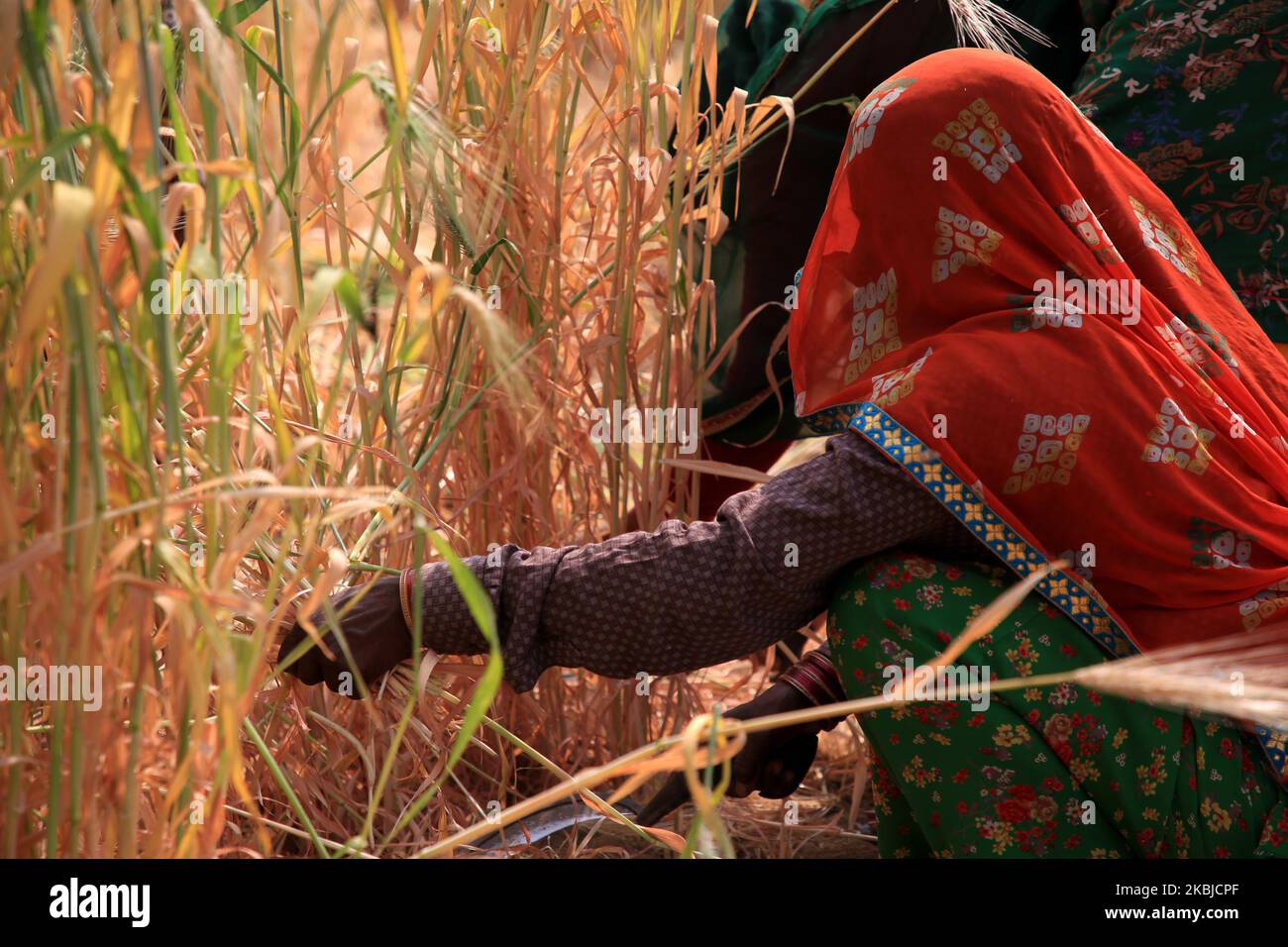 Indischer Bauer erntet am 2. März 2020 im Dorf Ajmer in Rajasthan, Indien, Weizenernte (Foto: Str/NurPhoto) Stockfoto