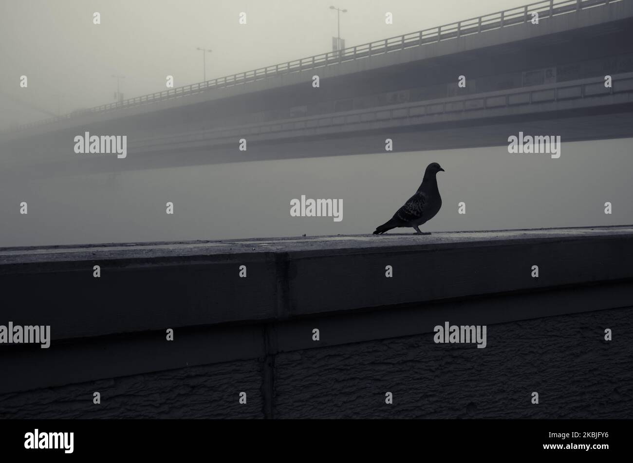 Graue Taube, die bei nebelhaftem Wetter in der Wand am Fluss ruht Stockfoto