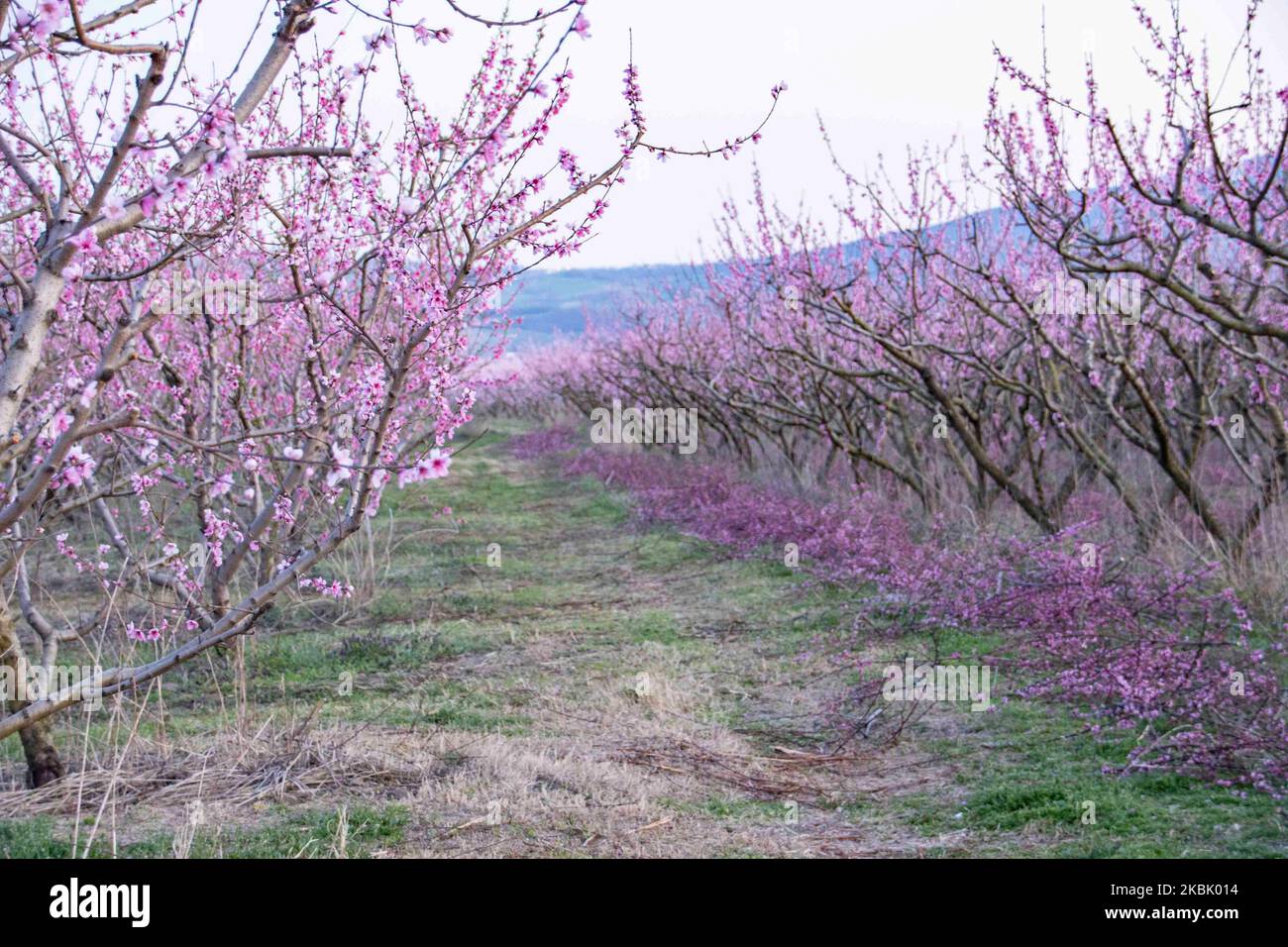 Peachtree Obstgärten mit blühenden Ästen in der Ebene von Veria, Zentralmakedonien Griechenland, im Frühling. Die weißen, rosa und violetten Blütenblätter der Pfirsichbäume, die in den Feldern der Region Imathia wachsen, sind ein Symbol der Natur, des Frühlings und der Region. Der schneebedeckte Olymp ist im Hintergrund. 13. März 2020 (Foto von Nicolas Economou/NurPhoto) Stockfoto