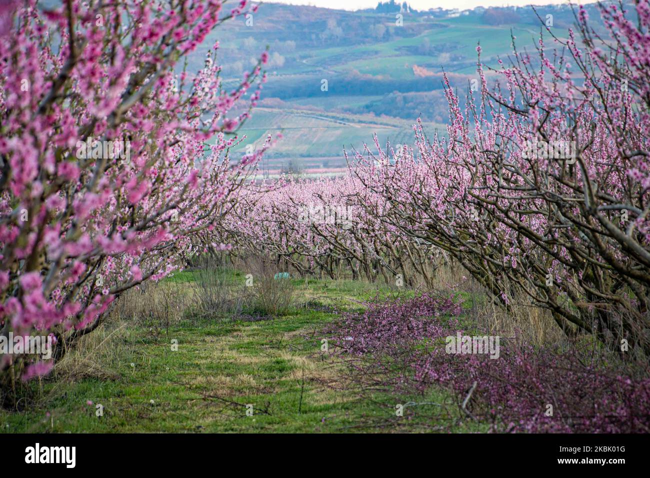 Peachtree Obstgärten mit blühenden Ästen in der Ebene von Veria, Zentralmakedonien Griechenland, im Frühling. Die weißen, rosa und violetten Blütenblätter der Pfirsichbäume, die in den Feldern der Region Imathia wachsen, sind ein Symbol der Natur, des Frühlings und der Region. Der schneebedeckte Olymp ist im Hintergrund. 13. März 2020 (Foto von Nicolas Economou/NurPhoto) Stockfoto