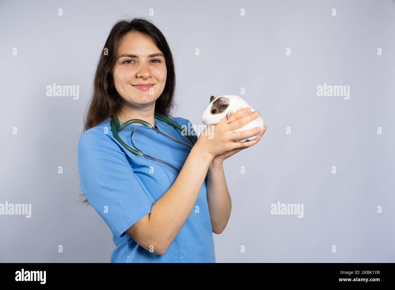 Lustiges kleines Meerschweinchen in den Händen eines Tierarztes, ein Ort zum Text. Stockfoto