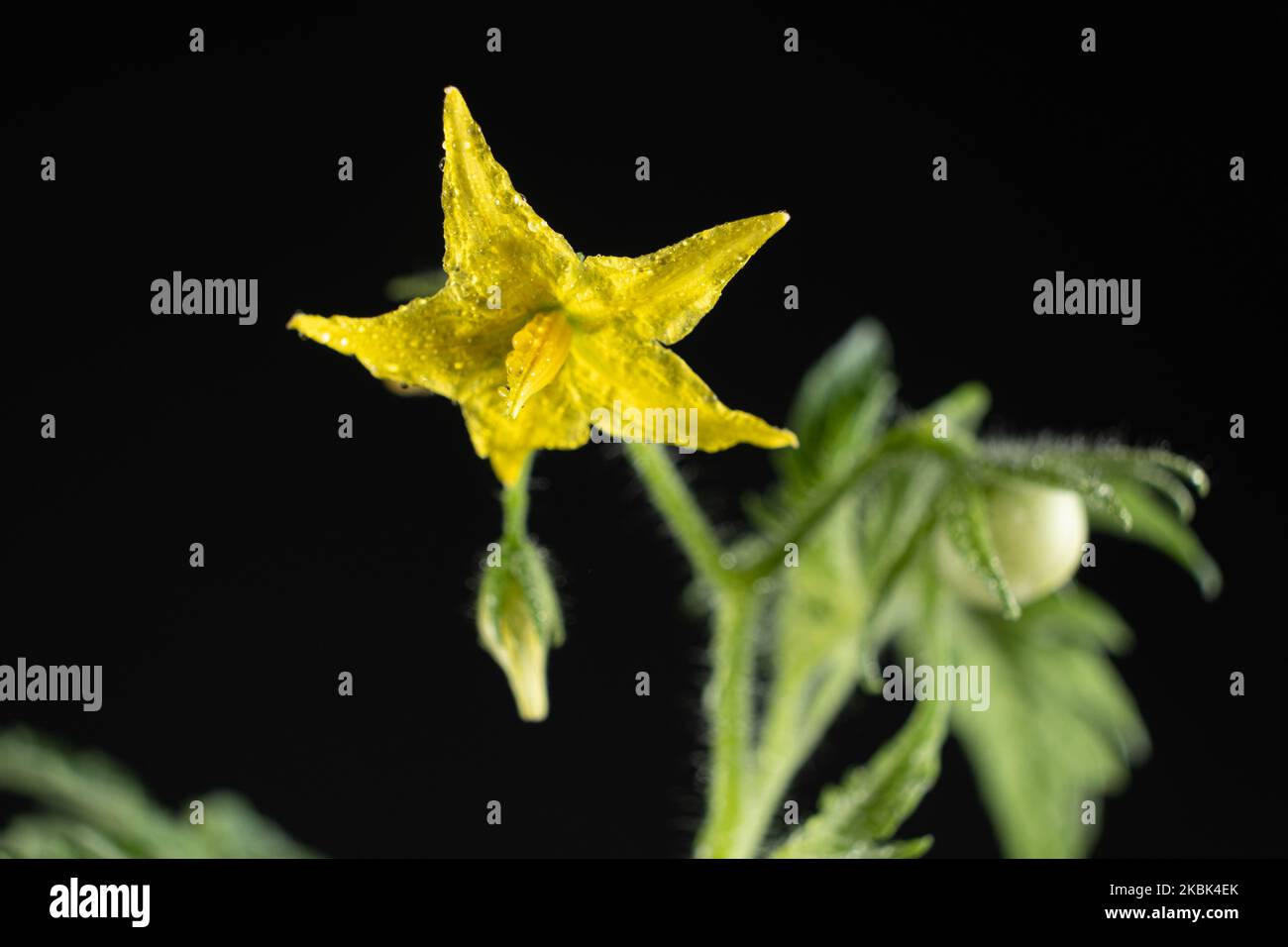 Tomaten aus Samen anbauen, Schritt für Schritt. Schritt 11 - erste Blumen und erste Tomate Stockfoto
