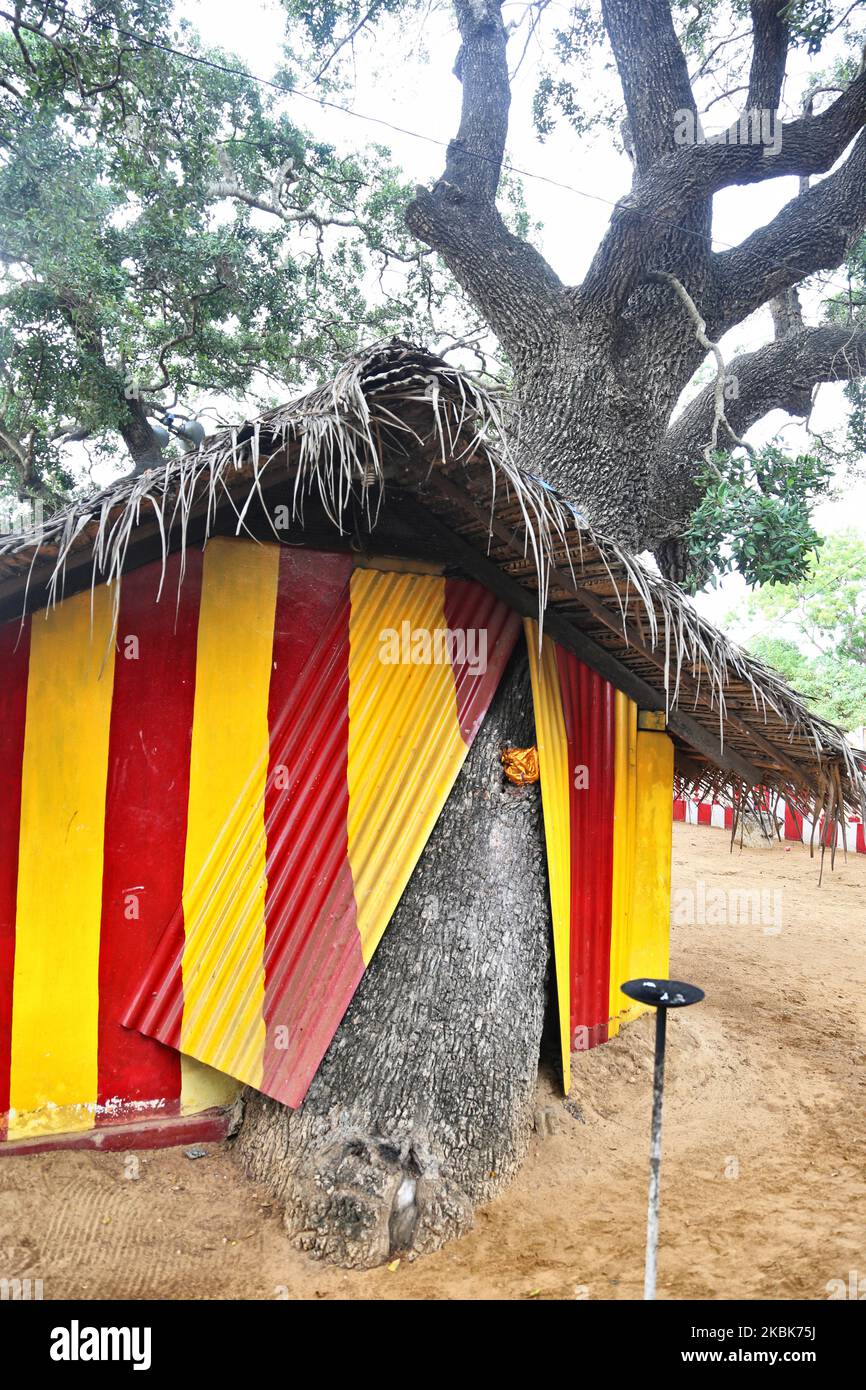 Alte Bäume wachsen aus dem Inneren der Gebäude und verlassen das Dach des Murikandy Pillayar Hindu-Tempels (Murukandy Tempel) in Jaffna, Sri Lanka. Dieser berühmte Hindu-Tempel ist Lord Ganesh gewidmet und ist ein Ort, an dem alle Reisenden und diejenigen, die vorbeifahren, anhalten, da man glaubt, dass Gott sie während der Reise beschützen und ihnen eine sichere Reise bieten kann, indem er eine Kokosnuss bricht und Gebete in diesem Tempel anrichtet. Dies war die Praxis von undenklichen Zeiten an und wird heute noch von allen verfolgt, die entlang der A-9 Road reisen. (Foto von Creative Touch Imaging Ltd./NurPhoto) Stockfoto