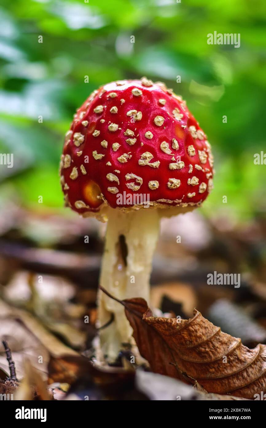 Roter Pilz mit weißen Punkten. Toadstool in einer Waldlandschaft. Foto in geringer Schärfentiefe. Stockfoto