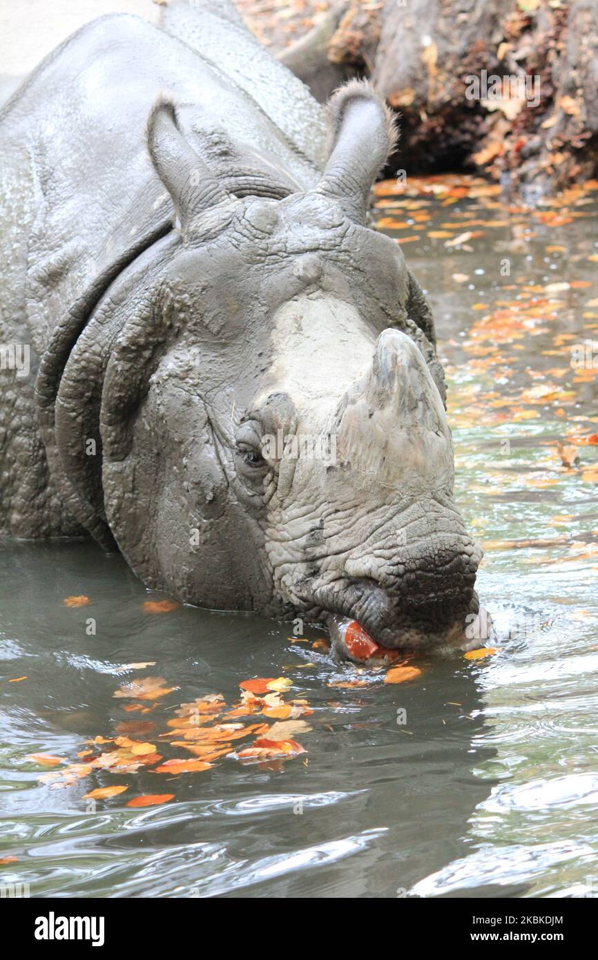 Nashorn Stockfoto