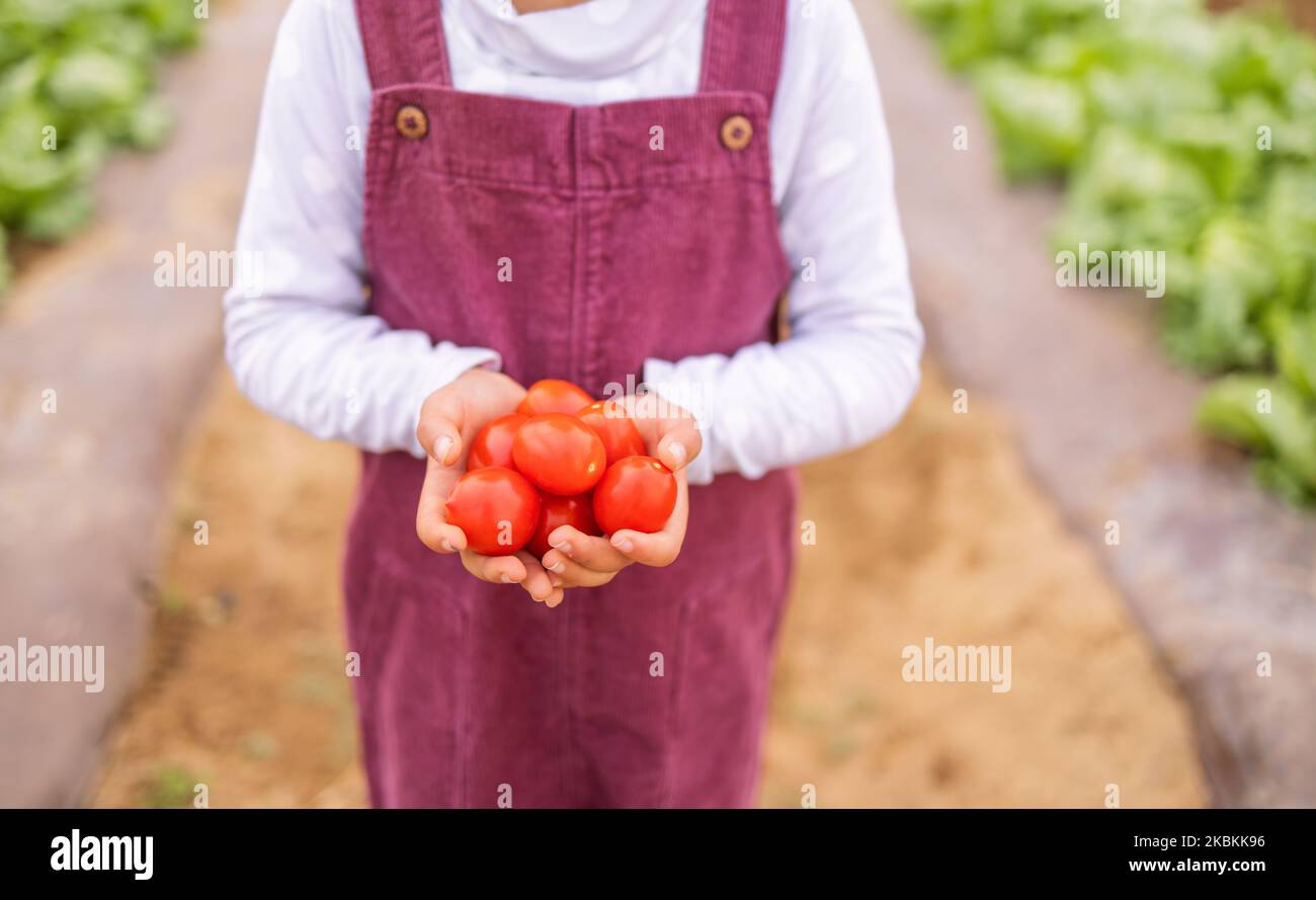 Tomate in den Händen, Landwirtschaft und Landwirtschaft mit Gemüse, Bio-und Bauernhof Ernte mit Mädchen halten Produkt. Nachhaltigkeit, Umwelt mit Frische Stockfoto