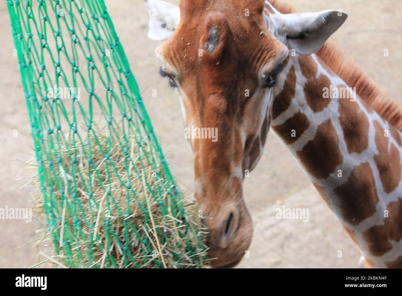 Giraffe Stockfoto