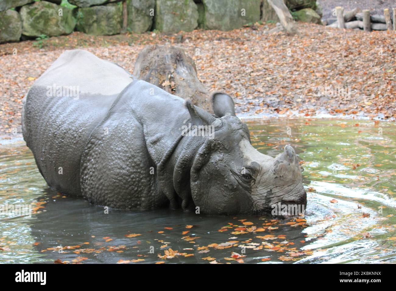 Nashorn Stockfoto