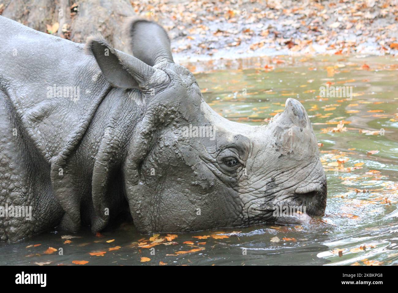 Nashorn Stockfoto