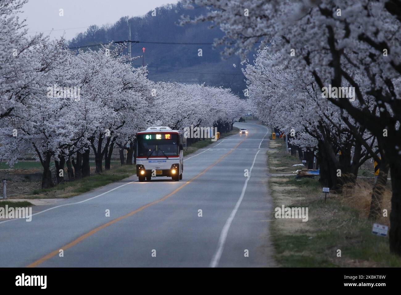 Ein Blick auf die volle Blüte der Kirschblüte im Landdorf in Sangju, Südkorea. (Foto von Seung-il Ryu/NurPhoto) Stockfoto