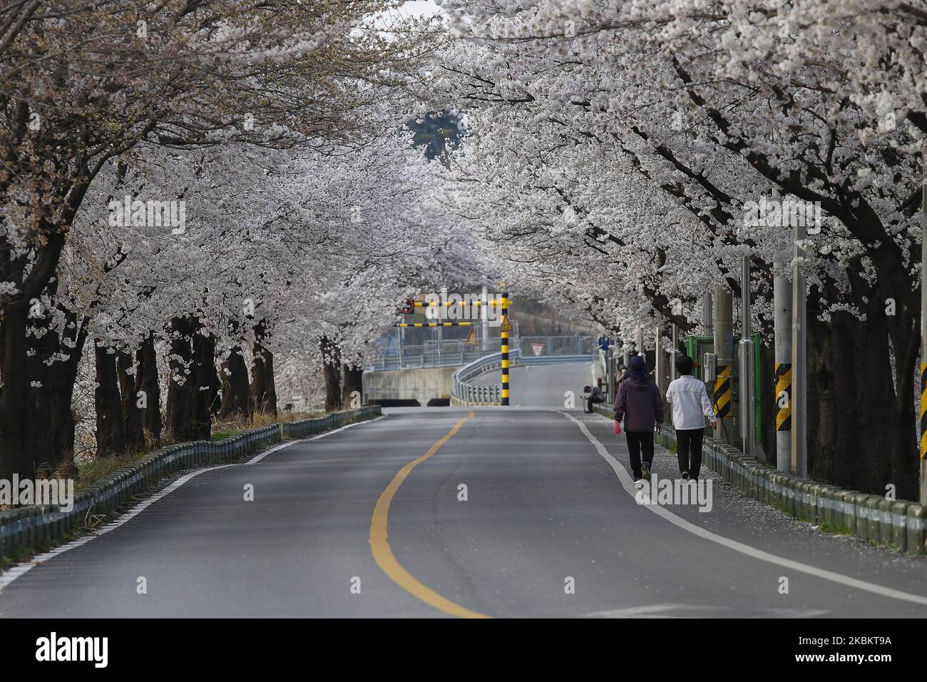 Ein Blick auf die volle Blüte der Kirschblüte im Landdorf in Sangju, Südkorea. (Foto von Seung-il Ryu/NurPhoto) Stockfoto