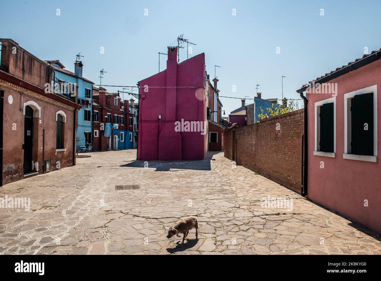 Ein Hund überquert eine leere Straße auf der Insel Burano, Teil der Lagune von Venedig während des Notfalls von Covid19. (Foto von Giacomo Cosua/NurPhoto) Stockfoto