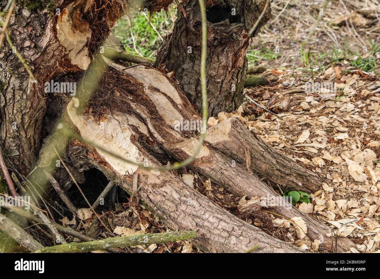 Bäume und Sträucher am Ufer des Nogat, von Bibern gebissen, werden am 4. April 2020 in Biala Gore, Polen, gesehen.über 1500 Biber, die unter strengem Artenschutz stehen, werden von der polnischen Regierung zum Tode verurteilt. Die Regierung sagt, Biber zerstören Ackerland durch den Bau von Lodges, und sie mussten getötet werden. (Foto von Michal Fludra/NurPhoto) Stockfoto