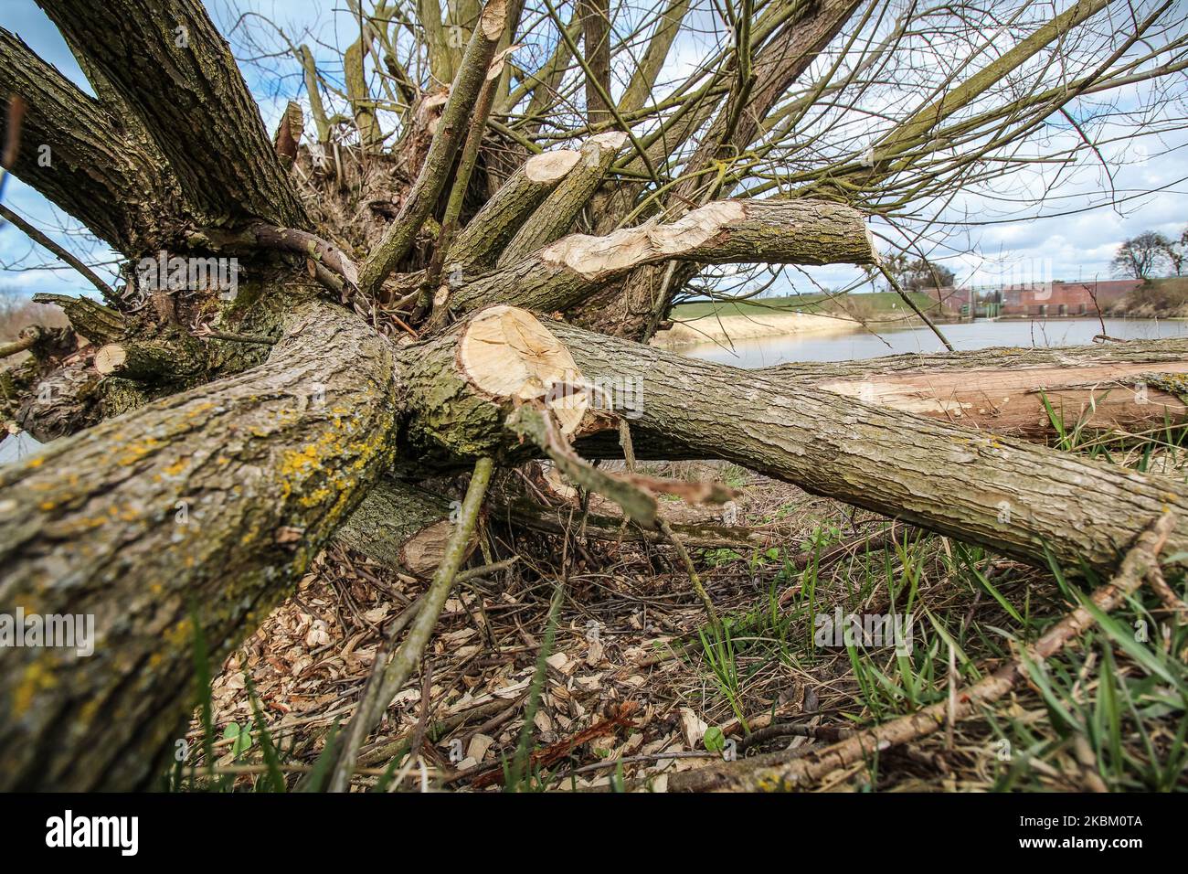 Bäume und Sträucher am Ufer des Nogat, von Bibern gebissen, werden am 4. April 2020 in Biala Gore, Polen, gesehen.über 1500 Biber, die unter strengem Artenschutz stehen, werden von der polnischen Regierung zum Tode verurteilt. Die Regierung sagt, Biber zerstören Ackerland durch den Bau von Lodges, und sie mussten getötet werden. (Foto von Michal Fludra/NurPhoto) Stockfoto