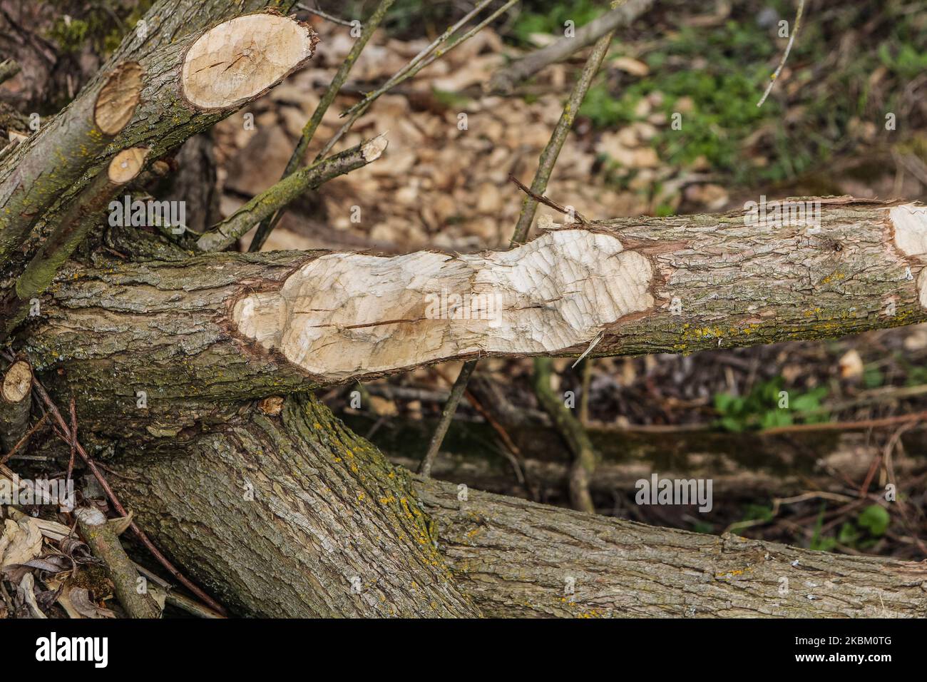 Bäume und Sträucher am Ufer des Nogat, von Bibern gebissen, werden am 4. April 2020 in Biala Gore, Polen, gesehen.über 1500 Biber, die unter strengem Artenschutz stehen, werden von der polnischen Regierung zum Tode verurteilt. Die Regierung sagt, Biber zerstören Ackerland durch den Bau von Lodges, und sie mussten getötet werden. (Foto von Michal Fludra/NurPhoto) Stockfoto