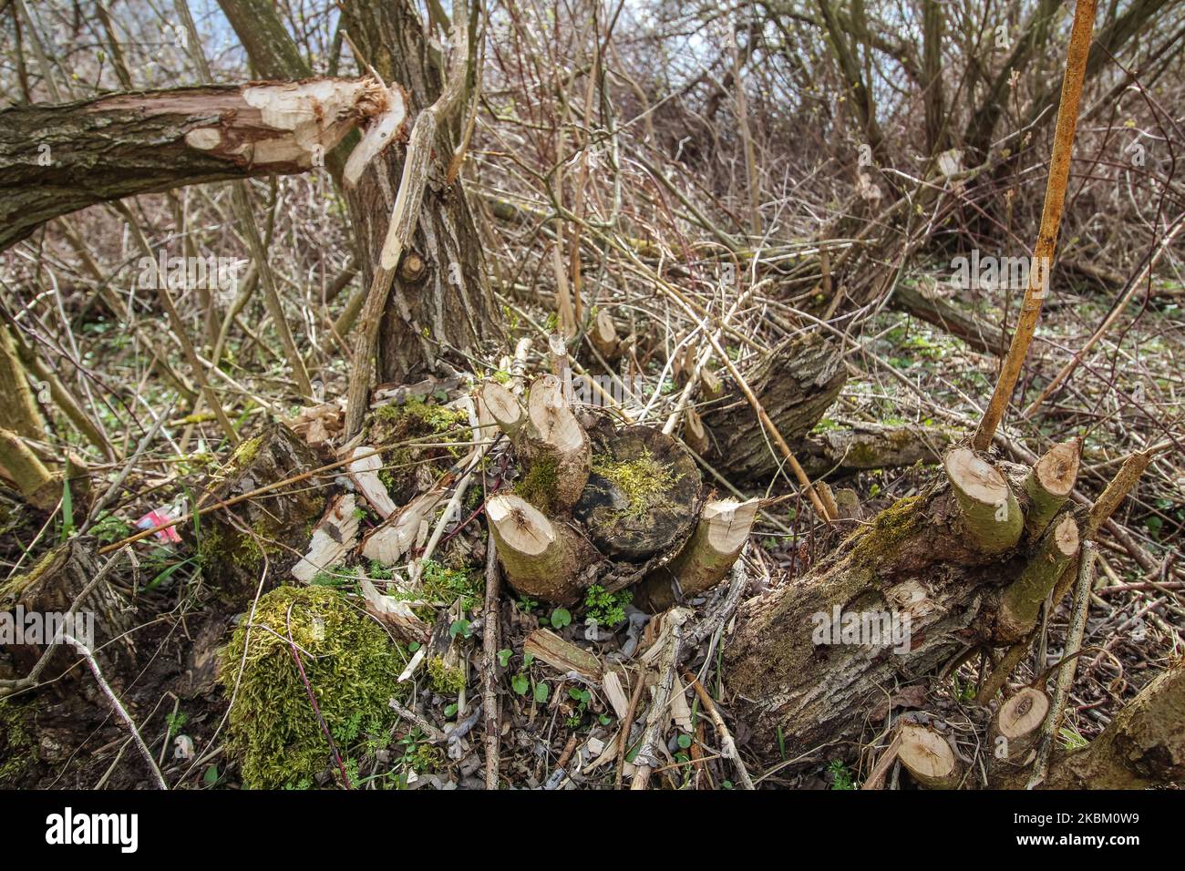 Bäume und Sträucher am Ufer des Nogat, von Bibern gebissen, werden am 4. April 2020 in Biala Gore, Polen, gesehen.über 1500 Biber, die unter strengem Artenschutz stehen, werden von der polnischen Regierung zum Tode verurteilt. Die Regierung sagt, Biber zerstören Ackerland durch den Bau von Lodges, und sie mussten getötet werden. (Foto von Michal Fludra/NurPhoto) Stockfoto