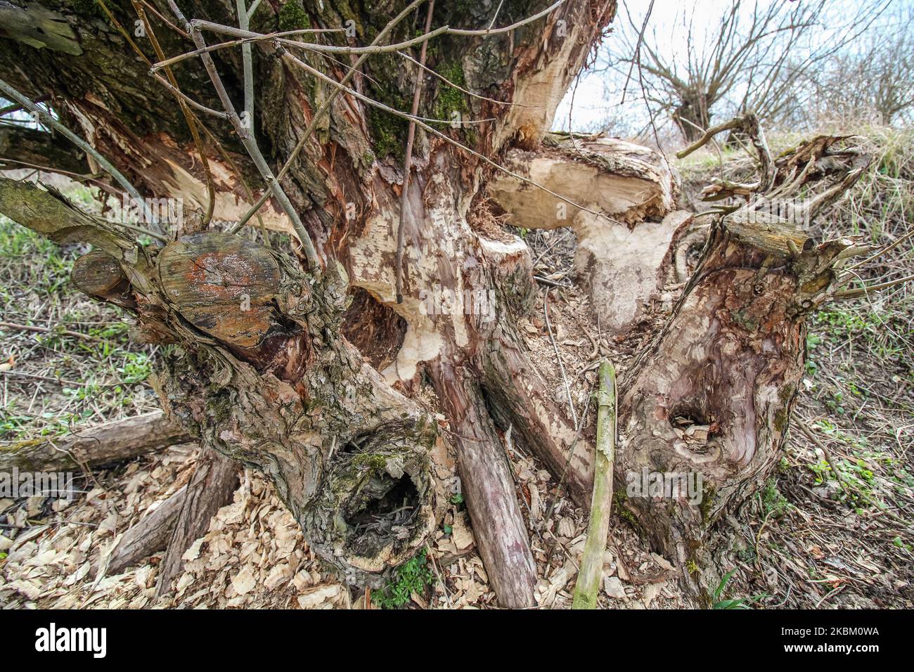 Bäume und Sträucher am Ufer des Nogat, von Bibern gebissen, werden am 4. April 2020 in Biala Gore, Polen, gesehen.über 1500 Biber, die unter strengem Artenschutz stehen, werden von der polnischen Regierung zum Tode verurteilt. Die Regierung sagt, Biber zerstören Ackerland durch den Bau von Lodges, und sie mussten getötet werden. (Foto von Michal Fludra/NurPhoto) Stockfoto