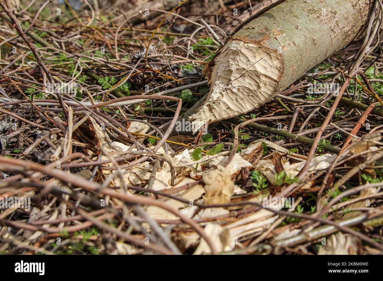 Bäume und Sträucher am Ufer des Nogat, von Bibern gebissen, werden am 4. April 2020 in Biala Gore, Polen, gesehen.über 1500 Biber, die unter strengem Artenschutz stehen, werden von der polnischen Regierung zum Tode verurteilt. Die Regierung sagt, Biber zerstören Ackerland durch den Bau von Lodges, und sie mussten getötet werden. (Foto von Michal Fludra/NurPhoto) Stockfoto