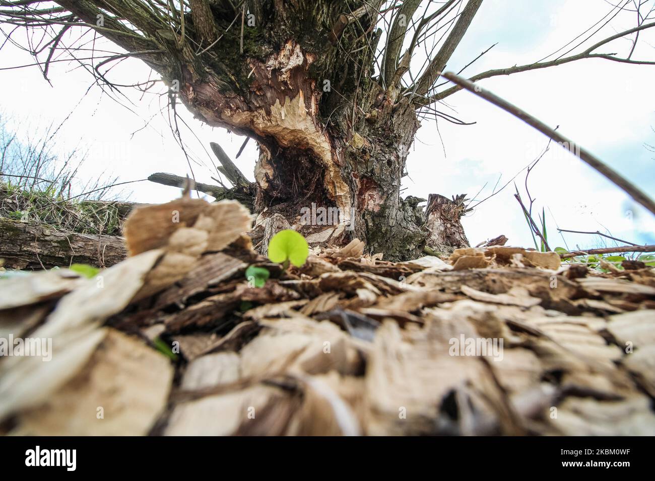 Bäume und Sträucher am Ufer des Nogat, von Bibern gebissen, werden am 4. April 2020 in Biala Gore, Polen, gesehen.über 1500 Biber, die unter strengem Artenschutz stehen, werden von der polnischen Regierung zum Tode verurteilt. Die Regierung sagt, Biber zerstören Ackerland durch den Bau von Lodges, und sie mussten getötet werden. (Foto von Michal Fludra/NurPhoto) Stockfoto