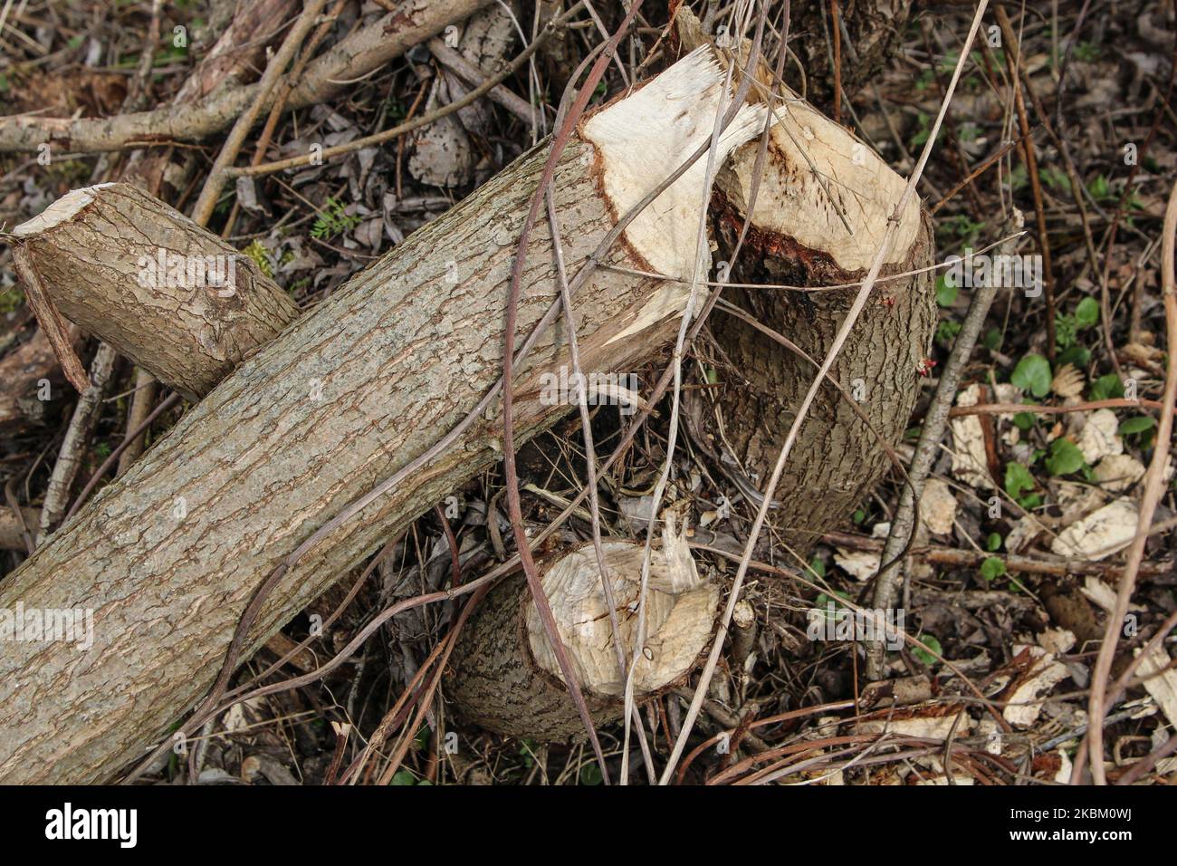 Bäume und Sträucher am Ufer des Nogat, von Bibern gebissen, werden am 4. April 2020 in Biala Gore, Polen, gesehen.über 1500 Biber, die unter strengem Artenschutz stehen, werden von der polnischen Regierung zum Tode verurteilt. Die Regierung sagt, Biber zerstören Ackerland durch den Bau von Lodges, und sie mussten getötet werden. (Foto von Michal Fludra/NurPhoto) Stockfoto